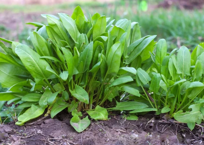 Pavasara uzticamās pavadones – skābenes. Kas par tām jāzina?