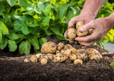 Eksperts māca, kā stādīt kartupeļus, lai tie izaug veseli un garšīgi