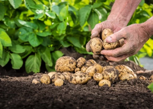 Eksperts māca, kā stādīt kartupeļus, lai tie izaug veseli un garšīgi