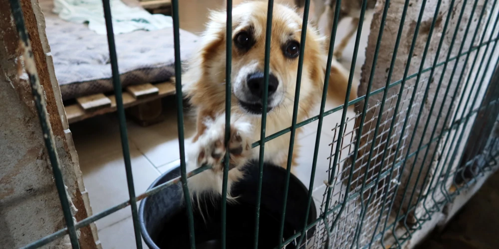 Bauskas novada dzīvnieku audzētava tiesāsies ar PVD par vairāk nekā simts suņu izņemšanu
