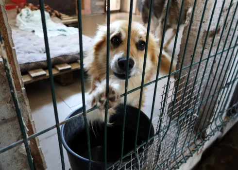 Bauskas novada dzīvnieku audzētava tiesāsies ar PVD par vairāk nekā simts suņu izņemšanu