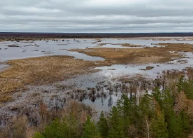 Kā jau katru pavasari, tā arī šogad Lubāna ezera pļavas applūst. Šie plūdi piesaista ne tikai dabas entuziastu uzmanību, bet ir arī svarīgs ūdensputnu ligzdošanas centrs.