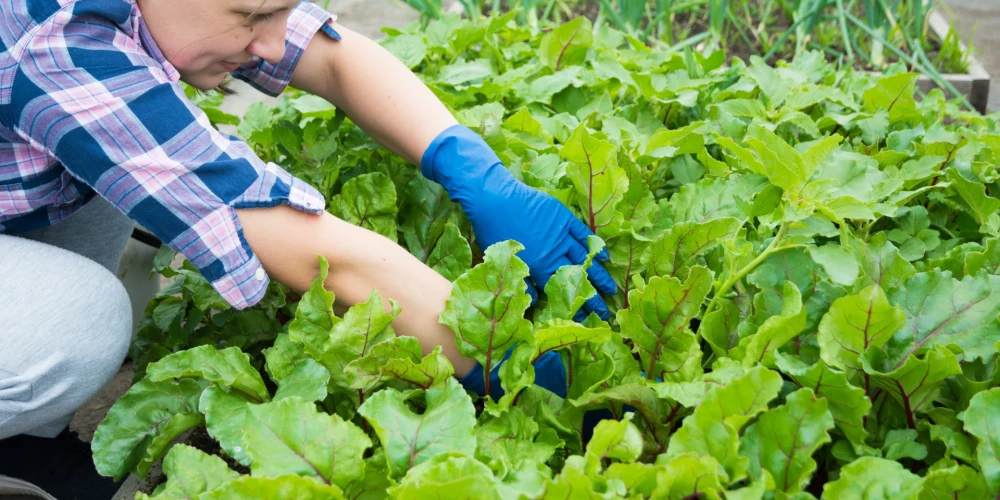 Начались работы в садах: что сделать, чтобы сохранить здоровье суставов и спины?