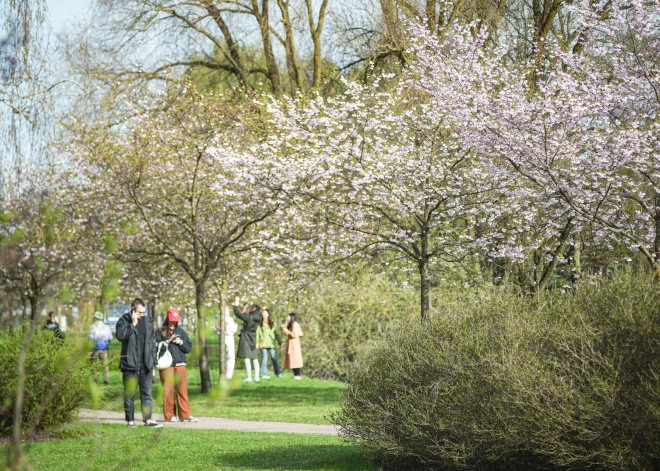 Pārdaugavā uzziedējušas sakuras jeb Japānas ķirši.