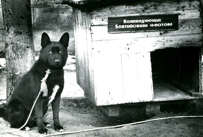 Ironija par PSRS kara floti (uzraksts uz suņubūdas krievu valodā vēsta: “Baltijas flotes komandieri”; pagājušā gadsimta deviņdesmito gadu sākums). 1990. gadu sākums.