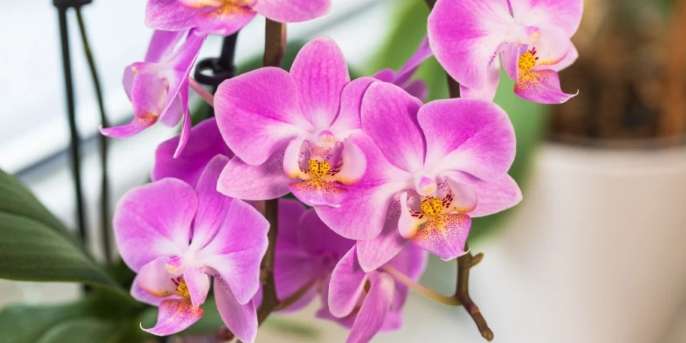 Viens viegls triks un uzziedēs pat tās orhidejas, kas nav ziedējušas gadiem