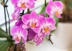 Viens viegls triks un uzziedēs pat tās orhidejas, kas nav ziedējušas gadiem