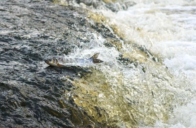 Vimba mēģina pārlekt Abavas rumbu