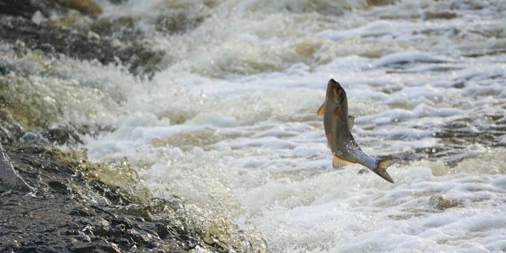 Наступило время удивительной "летающей" рыбы - вимба преодолевает водопад Абавас румба