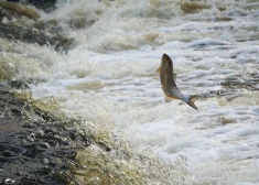 Наступило время удивительной "летающей" рыбы - вимба преодолевает водопад Абавас румба