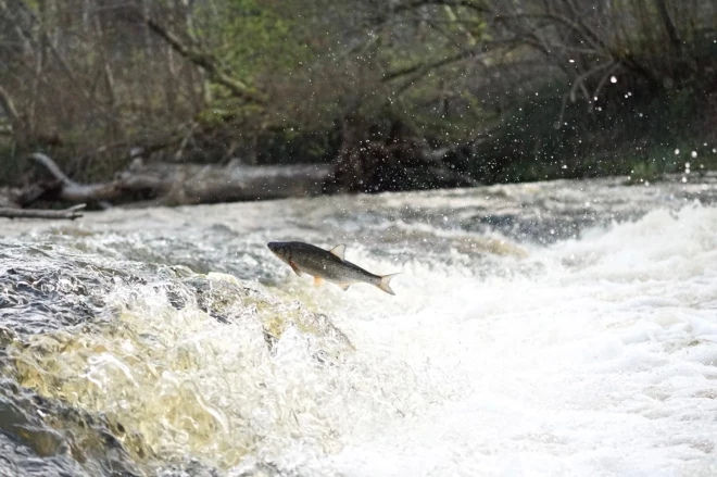 Вимба прыгает через водопад Абавас румба.