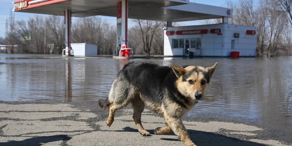 Postošie plūdi Sibīrijā: varasiestādes apsver piespiedu evakuāciju