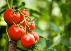 Kad ir īstais laiks stādīt tomātus laukā un siltumnīcā?