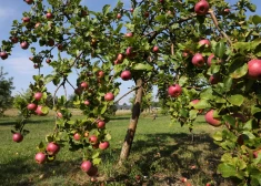 Lucavsalas atpūtas zonā stādīs augļu kokus