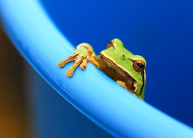 Nīderlandē atgriezušās gandrīz pilnībā izzudušās Eiropas kokvardes