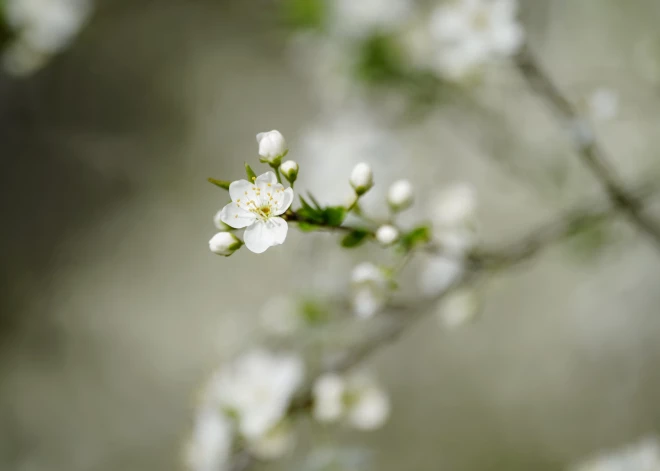 Trešdien saule mīsies ar mākoņiem