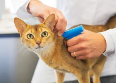 Обязательное чипирование кошек в Латвии - будут ли исключения?