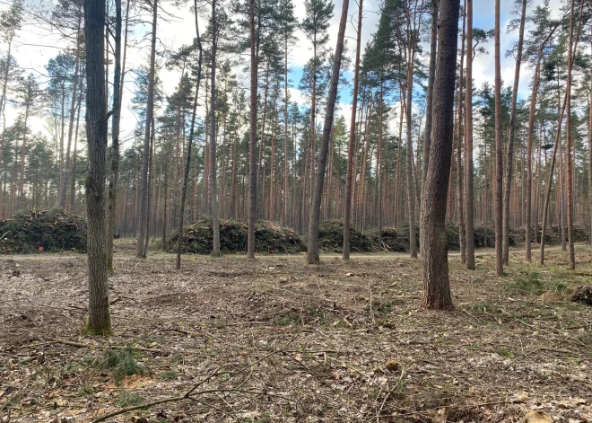 Kas notiek ar Šmerļa mežu? Skaidro apsaimniekotājs