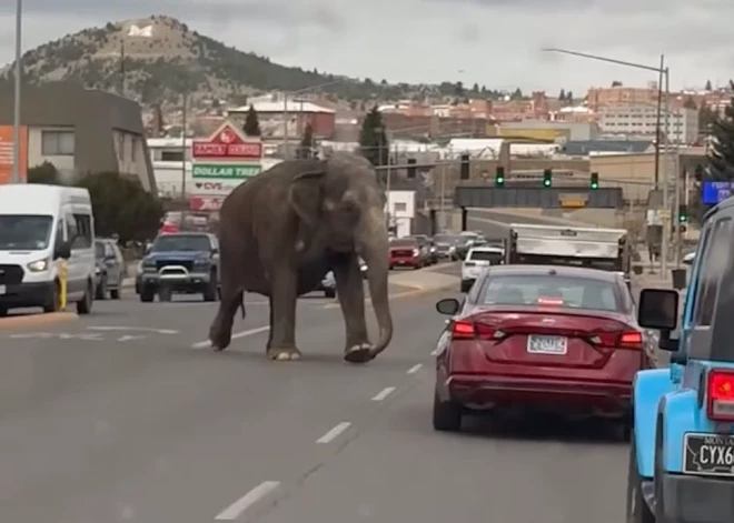 Montānā no cirka izbēdzis zilonis