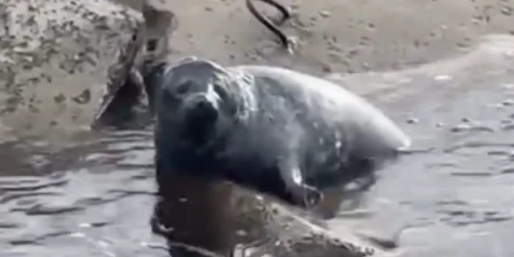 VIDEO: pie Mangaļsalas mola izglābts smagi ievainots ronēns