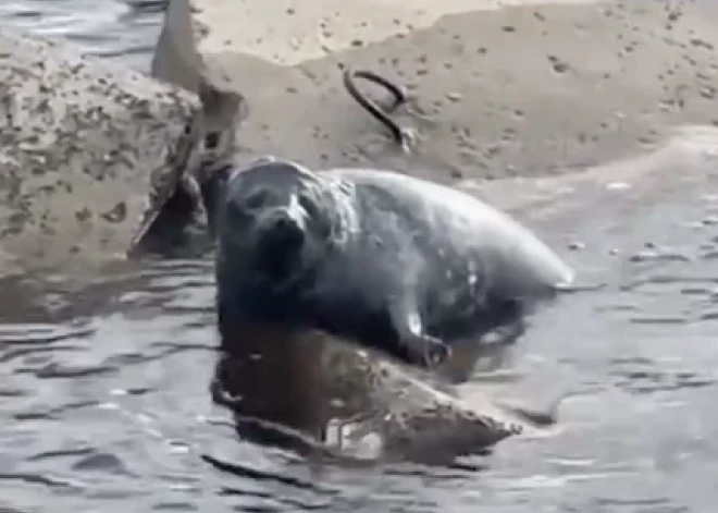 VIDEO: pie Mangaļsalas mola izglābts smagi ievainots ronēns