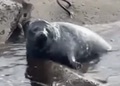 ВИДЕО: у мола на Мангальсале спасли тяжелораненого тюленя