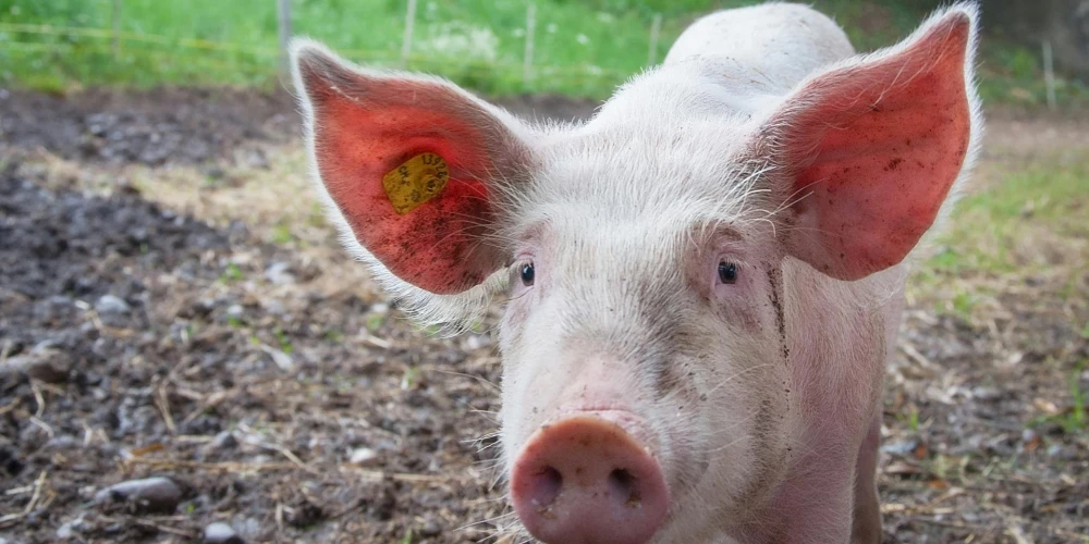 Свиньи довольно близки к нам по структуре ДНК, поэтому теоретически могут стать донорами органов. Но есть серьезные риски и этические проблемы