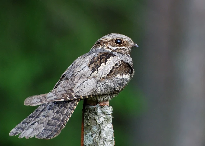 Eiropas vakarlēpis.