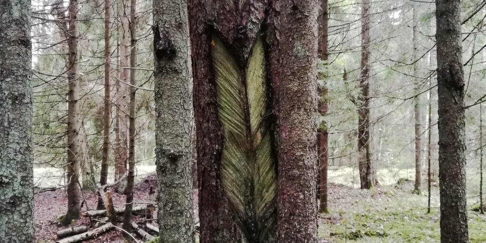 FOTO: Latvijas mežos uzieti unikāli atradumi