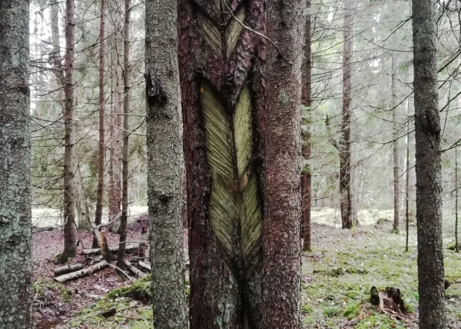 FOTO: Latvijas mežos uzieti unikāli atradumi