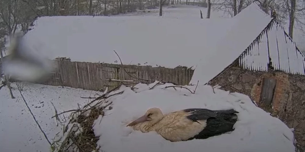 ВИДЕО: Птичек жалко! Как аисты и орланы в Латвии высиживают яйца на холоде, под снегом и ветром