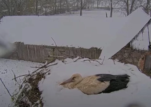 ВИДЕО: Птичек жалко! Как аисты и орланы в Латвии высиживают яйца на холоде, под снегом и ветром