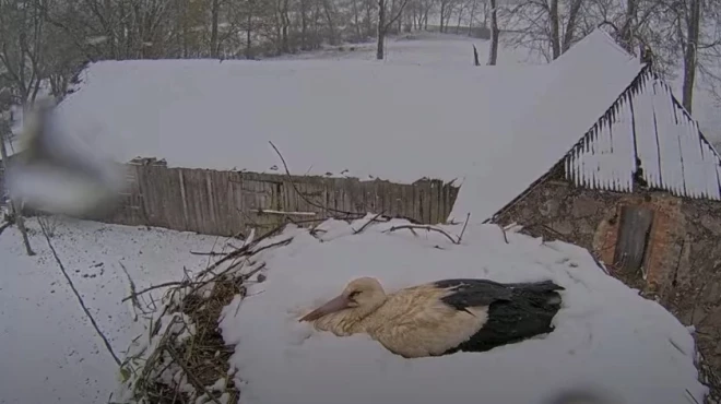 Аист высиживает яйца в буквальном смысле в сугробе!