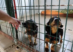 Bauskas dzīvnieku audzētava par pārkāpumiem saņem 700 eiro sodu