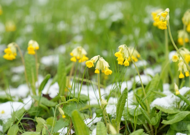 Pavasara vēstneši, Sahāras tuksneša putekļi un temperatūras rekordi; kā līdz šim pagājis aprīlis?