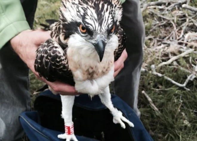 Iespējams, tālākā ligzdošanas vieta! Latvijā gredzenots zivjērglis manīts Norvēģijā