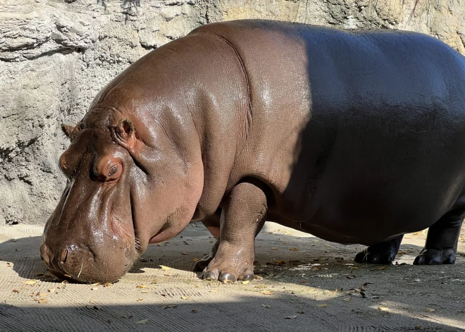 Nīlzirgu tēviņš Japānas zooloģiskajā dārzā pēc septiņu gadu maldiem izrādījies mātīte