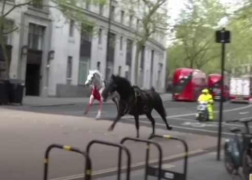 В центре Лондона четыре человека стали жертвами взбесившихся лошадей