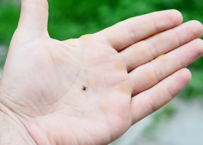 Vai aprīļa sniegs būs samazinājis ērču skaitu? Eksperts norāda, kā vislabāk no tām izvairīties