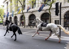 Londonas centrā haoss — pa ielām skrien asinīm noplūduši armijas zirgi, ievainoti vairāki cilvēki
