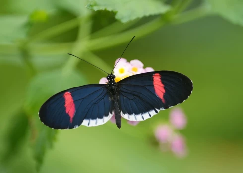 ФОТО: азалии, рододендроны, магнолии, бабочки, попугаи - все это уже можно увидеть в Ботаническом саду