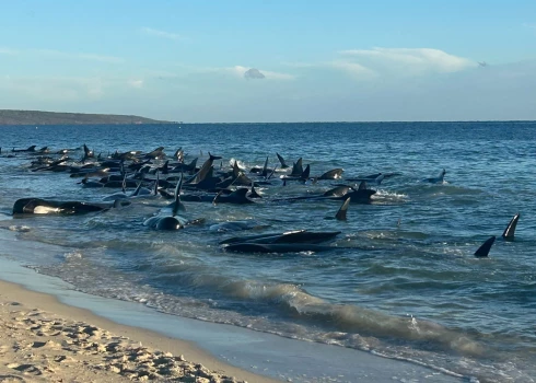 Sirdi plosoši skati Austrālijas pludmalē: krastā izmetušās vairāk nekā 100 grindas