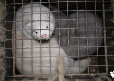 FOTO, VIDEO: nežēlīga izturēšanās pret dzīvniekiem Polijas lielākajā zvēraudzētavā - īpašniekam pieder kompānija arī Latvijā