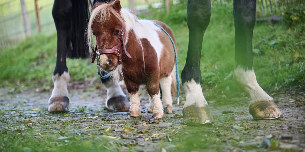 То ли лошадь, то ли котик: в Германии живет самый маленький в мире пони - он ростом всего 52 см