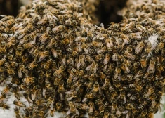 "Они вылетели роем, как в фильме ужасов": в фермерском доме обнаружили гигантский улей - там было 50 000 пчел
