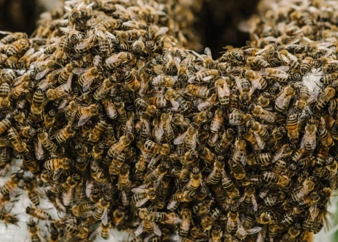 "Они вылетели роем, как в фильме ужасов": в фермерском доме обнаружили гигантский улей - там было 50 000 пчел