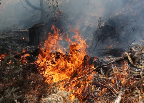Sērenes pagastā degusi meža zemsedze
