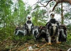 Latvijas valsts meži pērn fiksējusi 6295 jaunas retu un īpaši aizsargājamu sugu atradnes