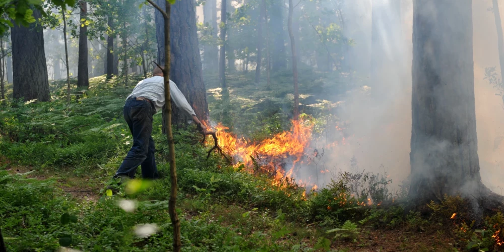 Обратная сторона тепла: в лесах Латвии становится опасно