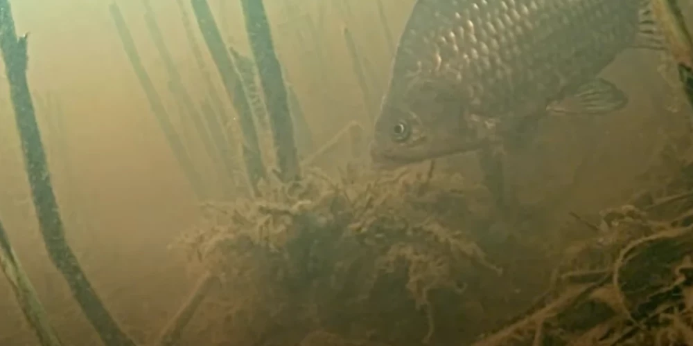 Interesē zivju intīmā dzīve un aizraujošā zemūdens pasaule? Tiešraidēs var vērot zivju nārstu Daugavā